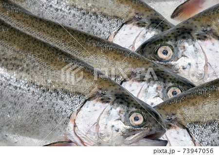 Close up of fresh trout fishes 73947056