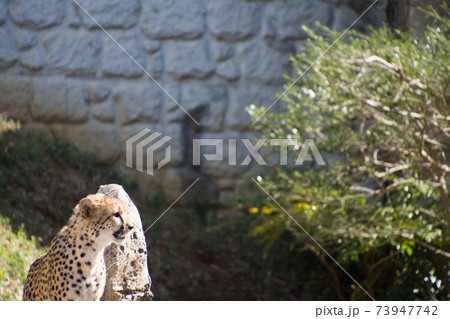 チーター 73947742