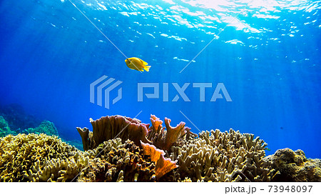 沖縄　阿嘉島のニシハマビーチ　水中写真 73948097