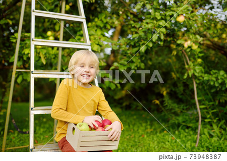 Little boy picking harvest of apples in orchard.  73948387
