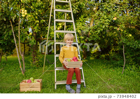 Little boy picking harvest of apples in orchard. 73948402