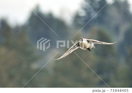 尾長ガモの雄が飛ぶ様子 バーナビー ブリティッシュコロンビア カナダ 尾長ガモの雄が飛ぶ様子 バーナビー ブリティッシュコロンビア カナダ 73948405