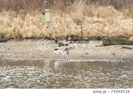 尾長ガモの雄が着水する様子　　バーナビー　ブリティッシュコロンビア　カナダ 73948528