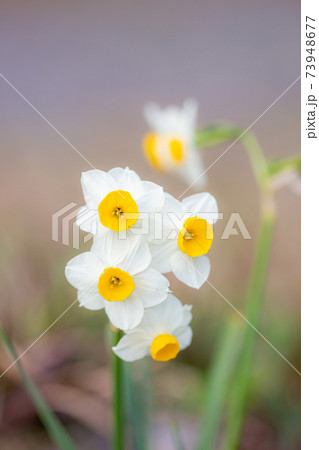 すいせん　　日本水仙　 73948677