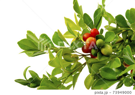 ゲッキツ 73949000