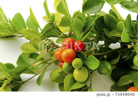 ゲッキツ 73949040