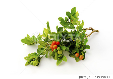 ゲッキツ 73949041