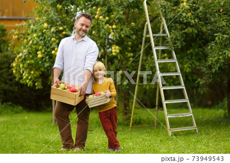 Little boy with his father picking apples in orchard.  73949543