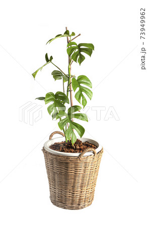 Rhaphidophora tetrasperma  Native to southern in Thailand and Malaysia call mini monstera in pot isolated on white background 73949962