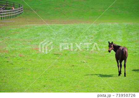 北海道新冠町　放牧されている馬 73950726