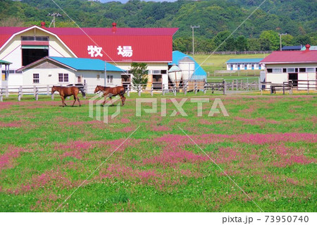 北海道新冠町　牧場で放牧されている馬 73950740