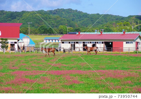 北海道新冠町　牧場で放牧されている馬 73950744