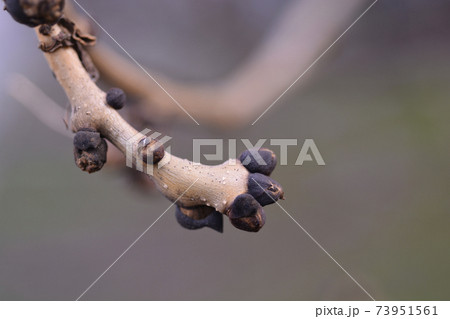 Common ash 73951561