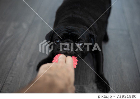 portrait of a black pug dog, in profile portrait of a black pug dog, in profile 73951980
