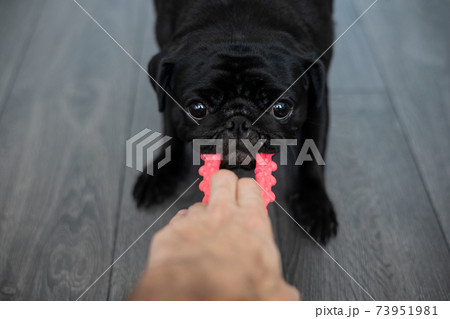portrait of a black pug dog, in profile 73951981