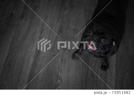 portrait of a black pug dog, in profile portrait of a black pug dog, in profile 73951982