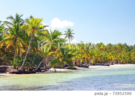 Amazing dominican beach with sea and coconut palms, sunny day. 73952500