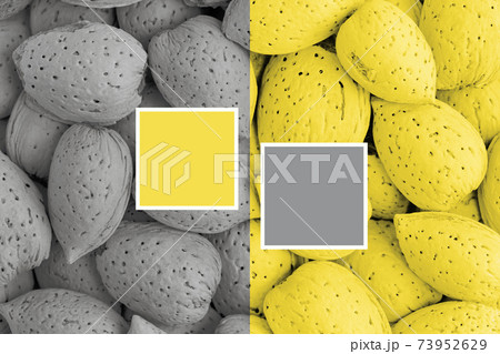 Hazelnut macro background Hazelnut macro background 73952629