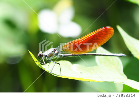 カワトンボ（橙色翅型・オス） 73953214