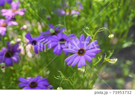 ヒメコスモスの青色の花 ヒメコスモスの青色の花 73953732