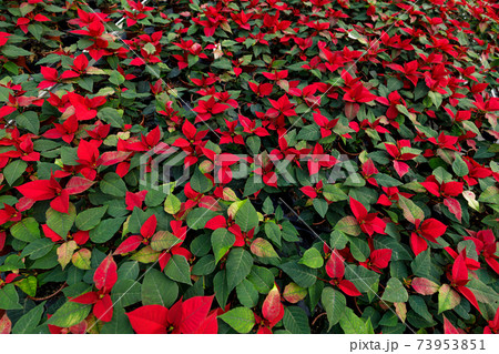 Greenhouse filled with red poinsettia plants in pots, standing in rows. Greenhouse filled with red poinsettia plants in pots, standing in rows. 73953851