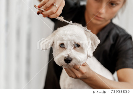 cropped shot of a young blonde pet beautician and white purebred bichon. Grooming of white dog. 73953859