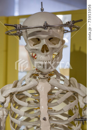 Exhibit of the Museum of Skulls and Skeletons in Zelenogradsk, Russia 73953956