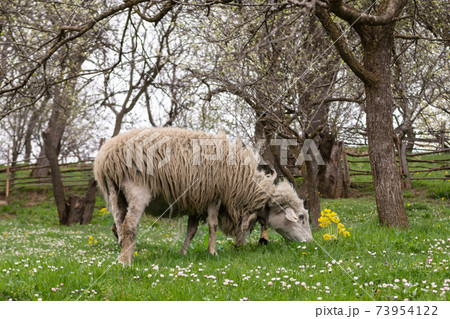 Sheep eating grass Sheep eating grass 73954122