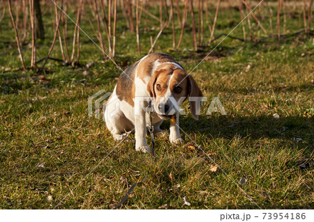 Beagle dog eating something on the grass in sunny day  73954186