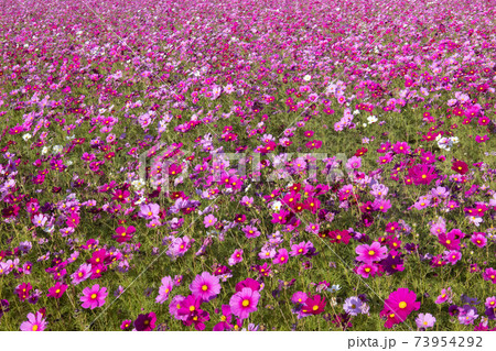 コスモスの花畑 コスモスの花畑 73954292
