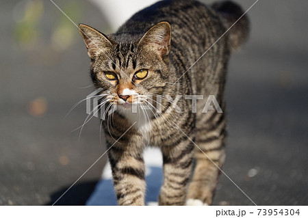 まだ一歳にならない若いキジトラの野良猫オスがポカポカ陽気の中、見回りに行く まだ一歳にならない若いキジトラの野良猫オスがポカポカ陽気の中、見回りに行く 73954304