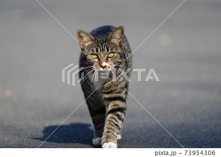 まだ一歳にならない若いキジトラの野良猫オスがポカポカ陽気の中、見回りに行く 73954306