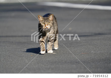 まだ一歳にならない若いキジトラの野良猫オスがポカポカ陽気の中、見回りに行く まだ一歳にならない若いキジトラの野良猫オスがポカポカ陽気の中、見回りに行く 73954312