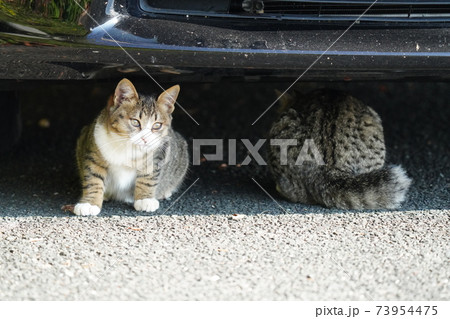 野良猫キジトラ白の子猫兄弟がお母さんみたいに車の屋根に上がりたいとチャレンジするも挫けて途方に暮れる 野良猫キジトラ白の子猫兄弟がお母さんみたいに車の屋根に上がりたいとチャレンジするも挫けて途方に暮れる 73954475
