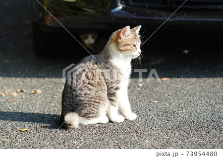 野良猫キジトラ白の子猫兄弟がお母さんみたいに車の屋根に上がりたいとチャレンジするも挫けて途方に暮れる 73954480