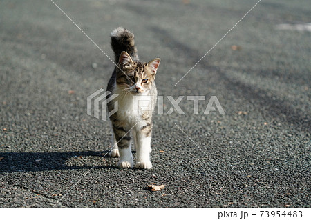 野良猫キジトラ白の子猫兄弟がお母さんみたいに車の屋根に上がりたいとチャレンジするも挫けて途方に暮れる 野良猫キジトラ白の子猫兄弟がお母さんみたいに車の屋根に上がりたいとチャレンジするも挫けて途方に暮れる 73954483