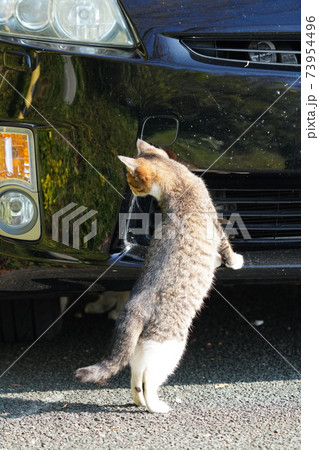 野良猫キジトラ白の子猫兄弟がお母さんみたいに車の屋根に上がりたいとチャレンジするも挫けて途方に暮れる 野良猫キジトラ白の子猫兄弟がお母さんみたいに車の屋根に上がりたいとチャレンジするも挫けて途方に暮れる 73954496