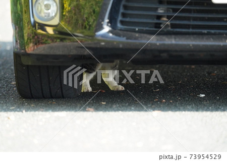 野良猫キジトラ白の子猫兄弟がお母さんみたいに車の屋根に上がりたいとチャレンジするも挫けて途方に暮れる 野良猫キジトラ白の子猫兄弟がお母さんみたいに車の屋根に上がりたいとチャレンジするも挫けて途方に暮れる 73954529