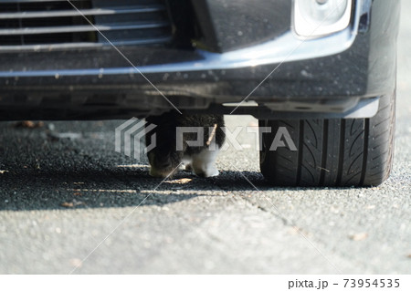 野良猫キジトラ白の子猫兄弟がお母さんみたいに車の屋根に上がりたいとチャレンジするも挫けて途方に暮れる 73954535