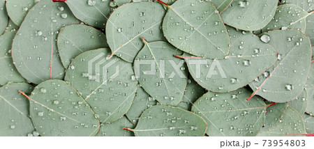Background, Texture made of green eucalyptus leaves with raindrop, dew. Flat lay, top view Background, Texture made of green eucalyptus leaves with raindrop, dew. Flat lay, top view 73954803