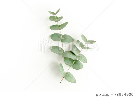 Green leaves eucalyptus isolated on white background. Green leaves eucalyptus isolated on white background. 73954900