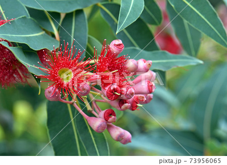 Red blossoms and pink buds of the Australian native flowering gum tree Corymbia ficifolia Wildfire variety, Family Myrtaceae. Endemic to Stirling Ranges near Albany, Western Australia. Red blossoms and pink buds of the Australian native flowering gum tree Corymbia ficifolia Wildfire variety, Family Myrtaceae. Endemic to Stirling Ranges near Albany, Western Australia. 73956065
