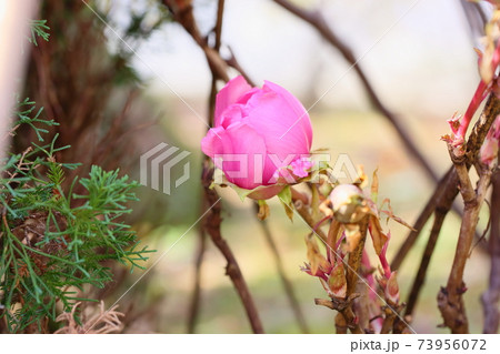 寒牡丹の花 73956072