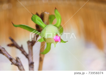 寒牡丹の花 寒牡丹の花 73956074