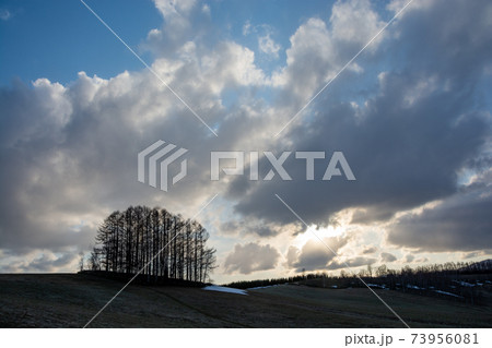 春の夕暮れの丘のカラマツ林　美瑛町 73956081
