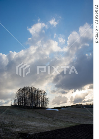 春の夕暮れの丘のカラマツ林　美瑛町 73956082