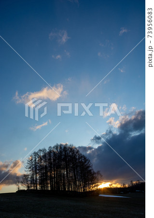 春の夕暮れの丘のカラマツ林　美瑛町 73956083