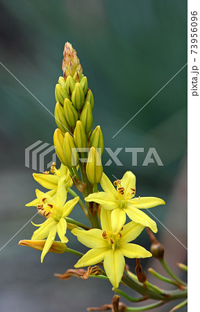Australian native yellow star shaped flowers of the Bulbine Lily, Bulbine glauca, family Asphodelaceae. Endemic to NSW, Victoria and Tasmania and possibly Queensland. Sometimes placed in Liliaceae Australian native yellow star shaped flowers of the Bulbine Lily, Bulbine glauca, family Asphodelaceae. Endemic to NSW, Victoria and Tasmania and possibly Queensland. Sometimes placed in Liliaceae 73956096