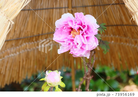 寒牡丹の花 73956169