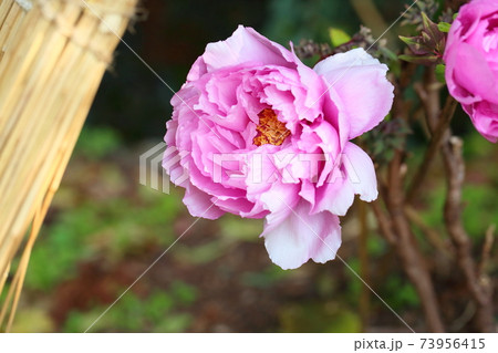寒牡丹の花 寒牡丹の花 73956415